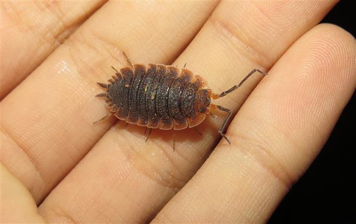 Porcellio (?) ID